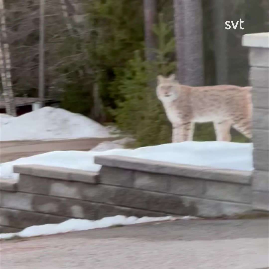 Här tittar lodjuret mot Malin